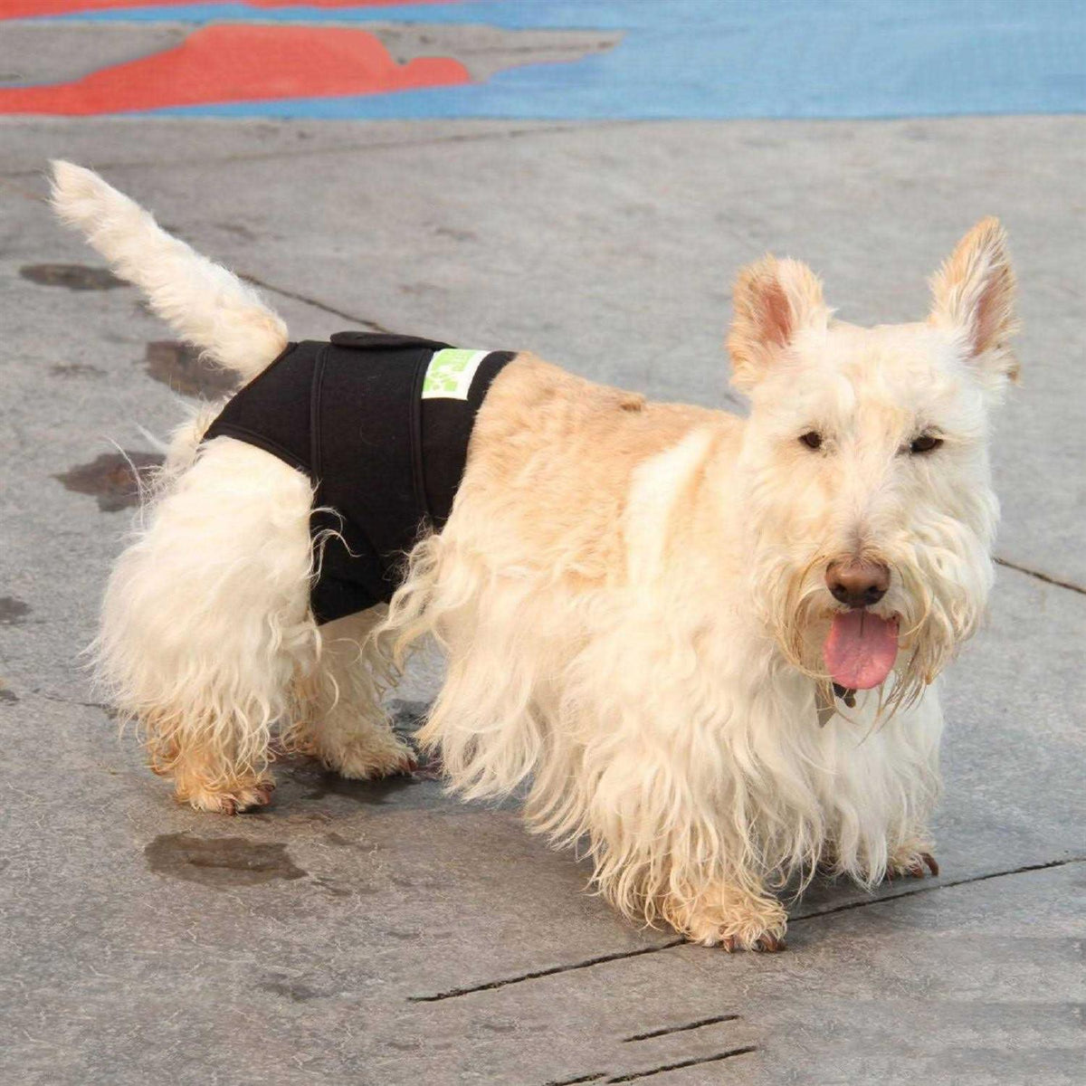 Dog Wrap E9661