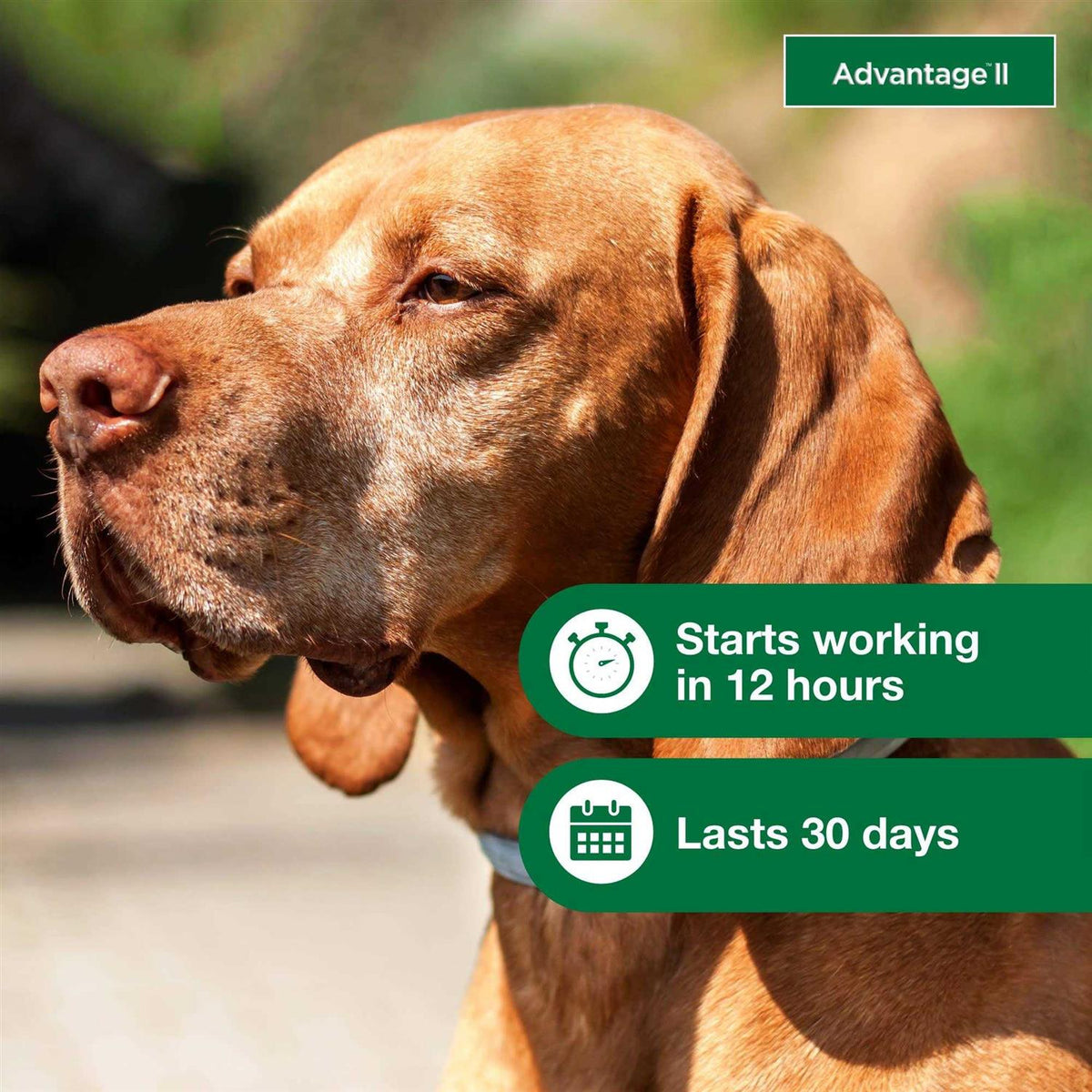 Advantage II for Dogs U2147